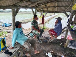 Percepat Tanam Padi Gadu, Babinsa Koramil 426-03 Rawajitu Anjangsana Dengan Kelompok Tani