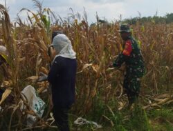 Sukseskan Program Ketahanan Pangan Babinsa Bantu Petani Panen Jagung