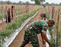 Babinsa Koramil 426-05/PA, Terjun Langsung Bantu Petani Cabe Dalam Pemupukan