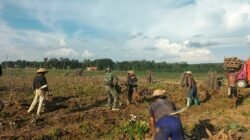 Sertu Suranto Babinsa 426-04 BA Terjun Langsung Bantu Petani Panen Singkong