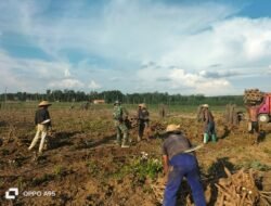 Sertu Suranto Babinsa 426-04 BA Terjun Langsung Bantu Petani Panen Singkong